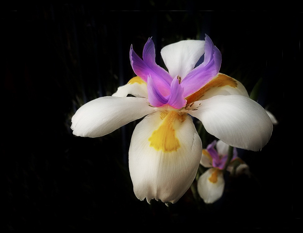 с праздником,МУЖЧИНЫ!