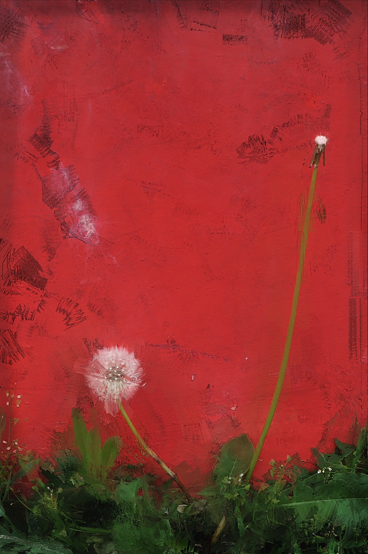 одуванчик у стены