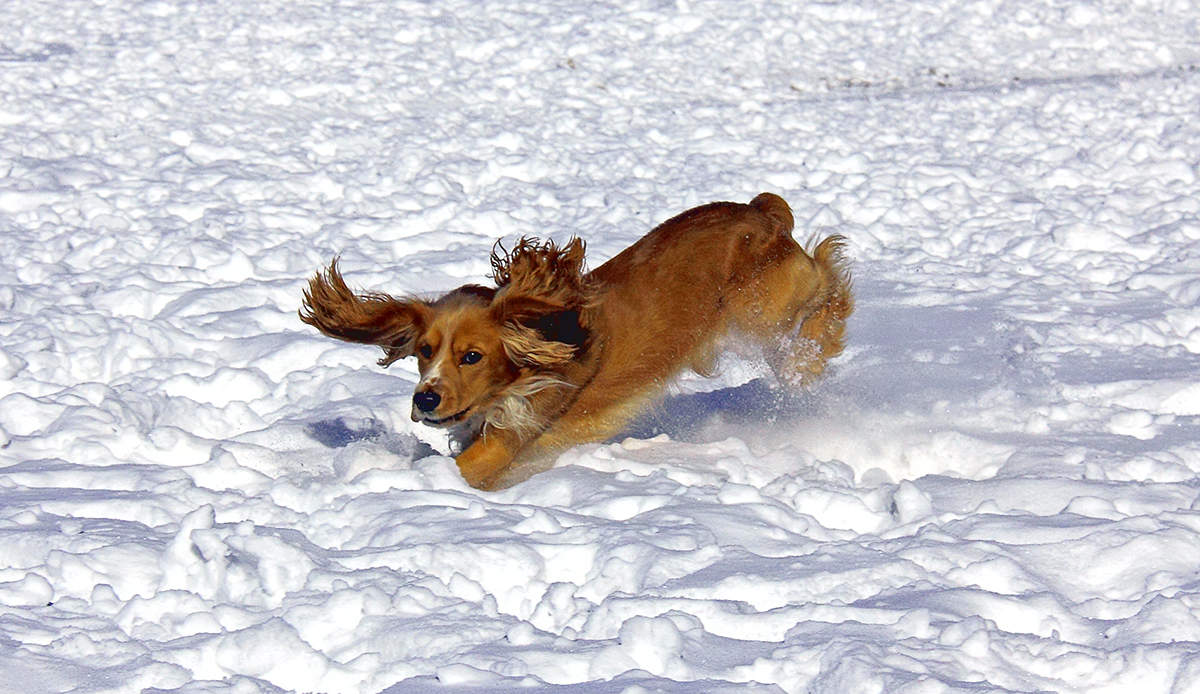 Сугробная жизнь