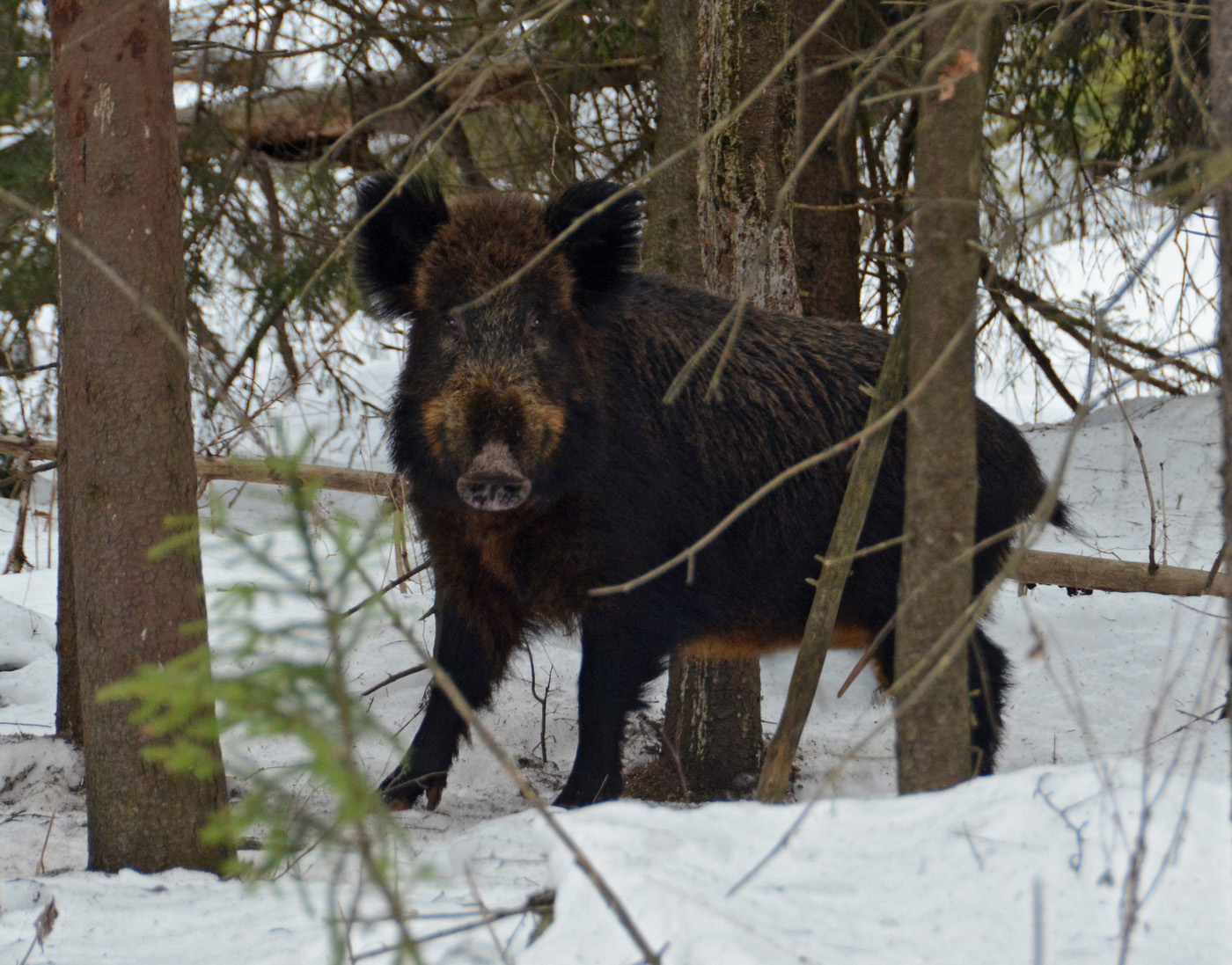 Сугробная жизнь
