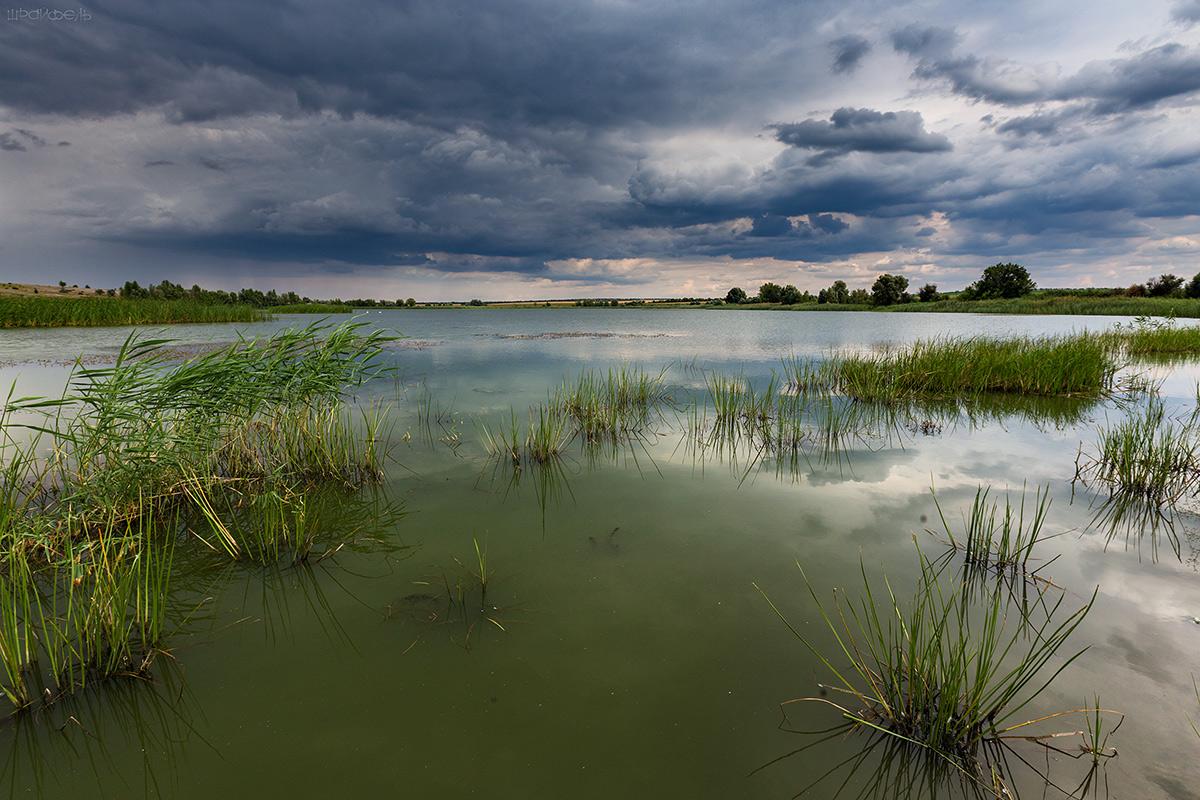 Два белых лебедя вдали