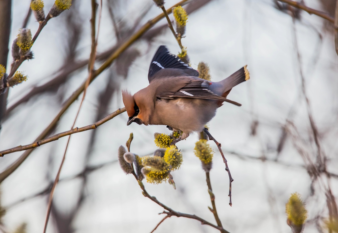 свиристель