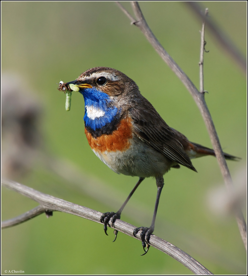 Заморить червячка )