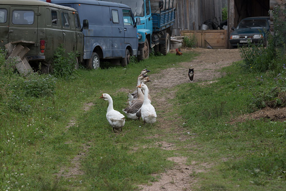 сельский вид