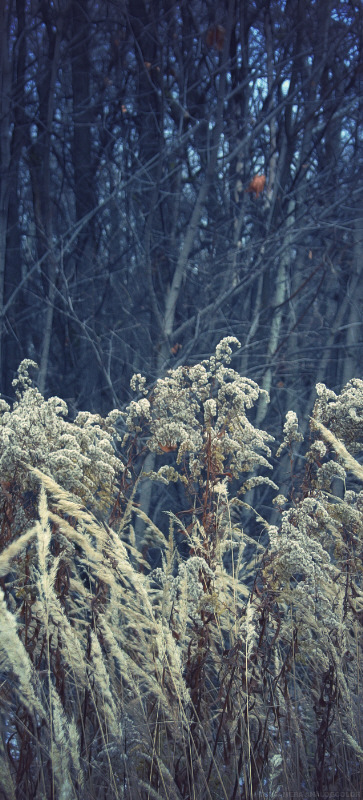 зимнее..но ботва