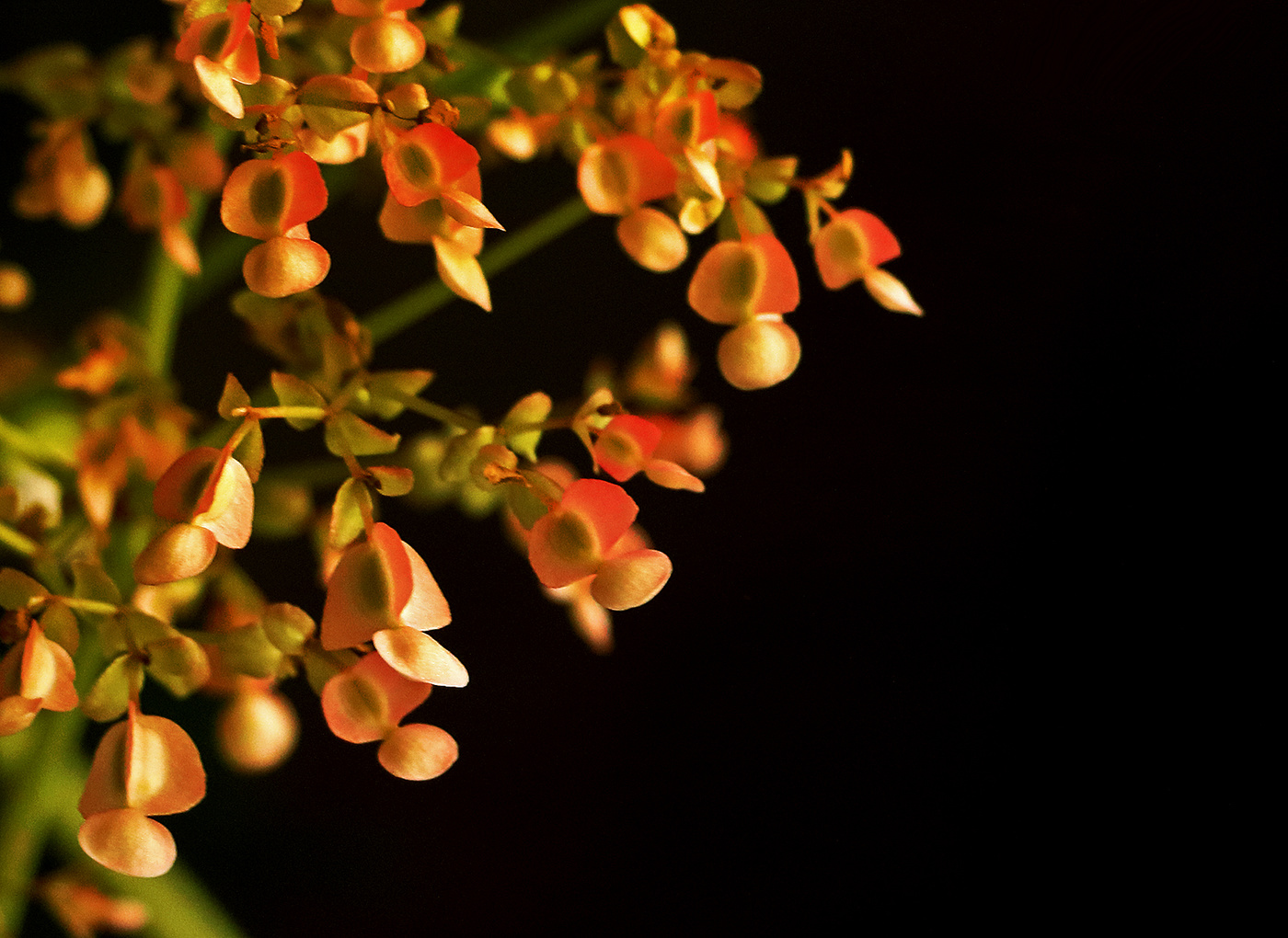 Бабочки в ночи