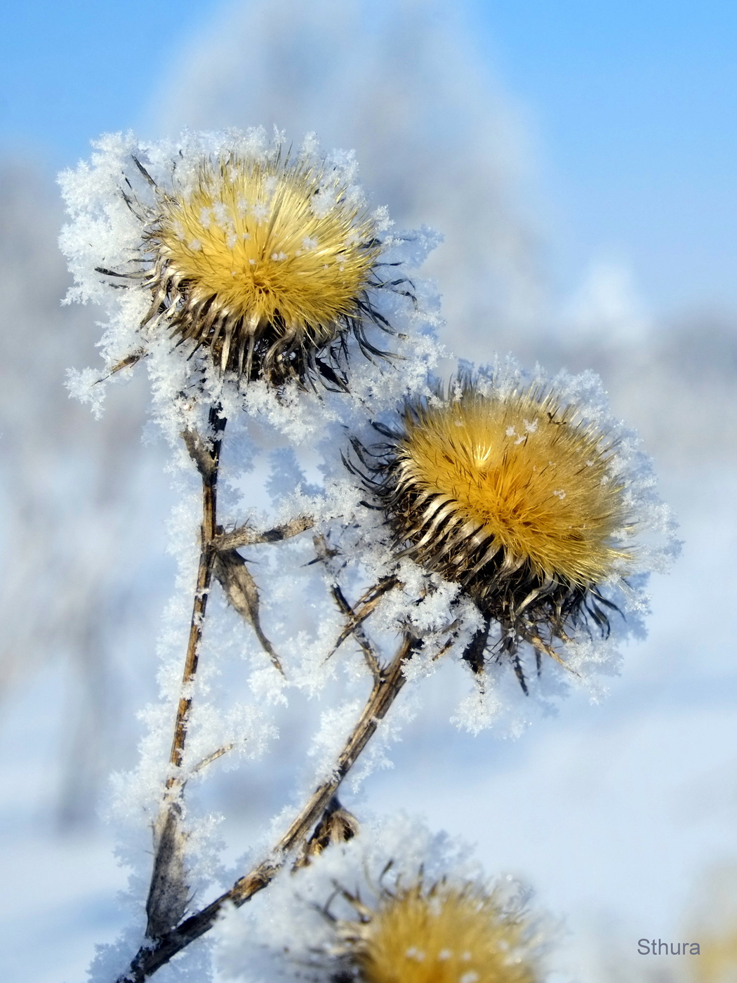 Зимние цветы.