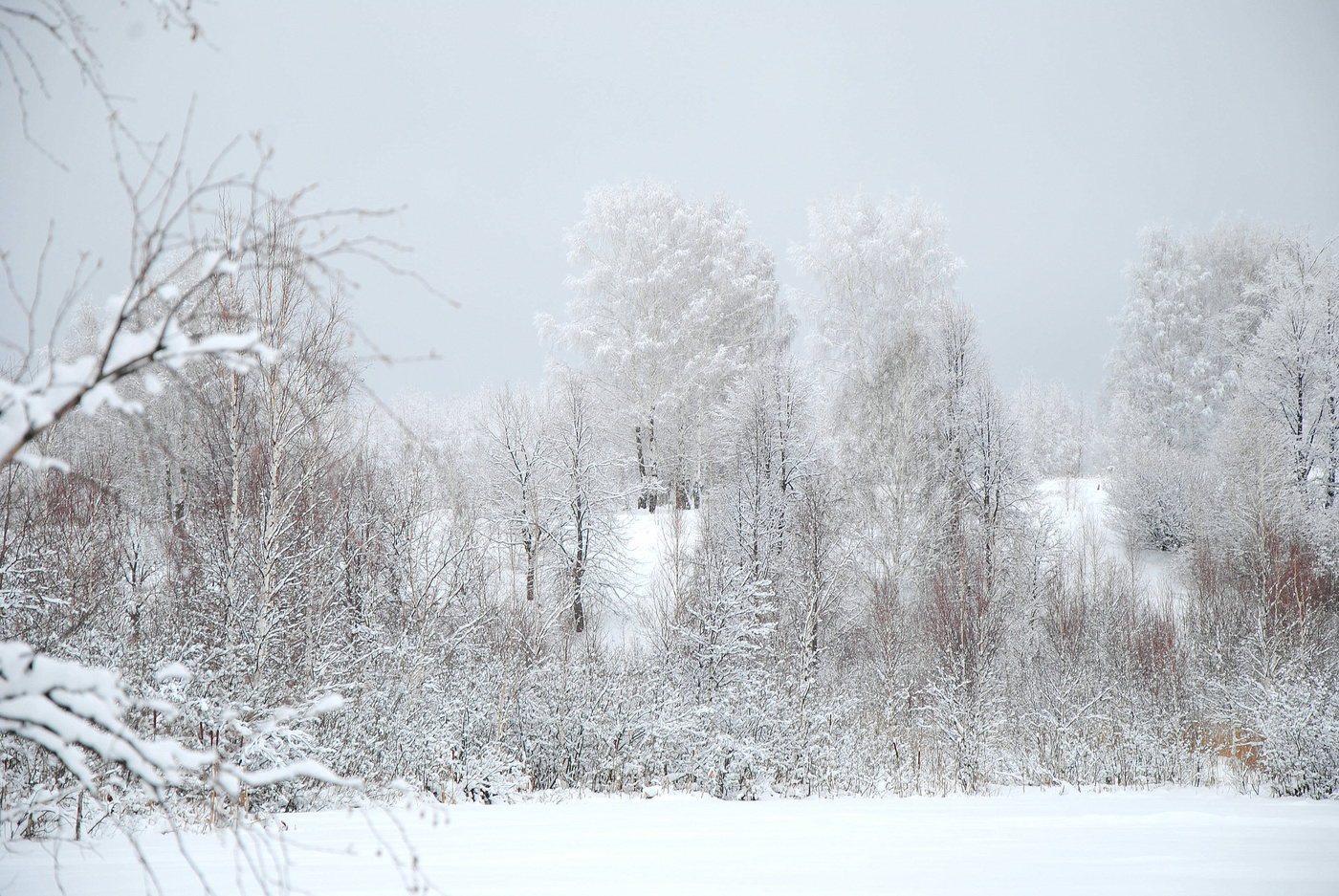 Загадки зимнего леса.