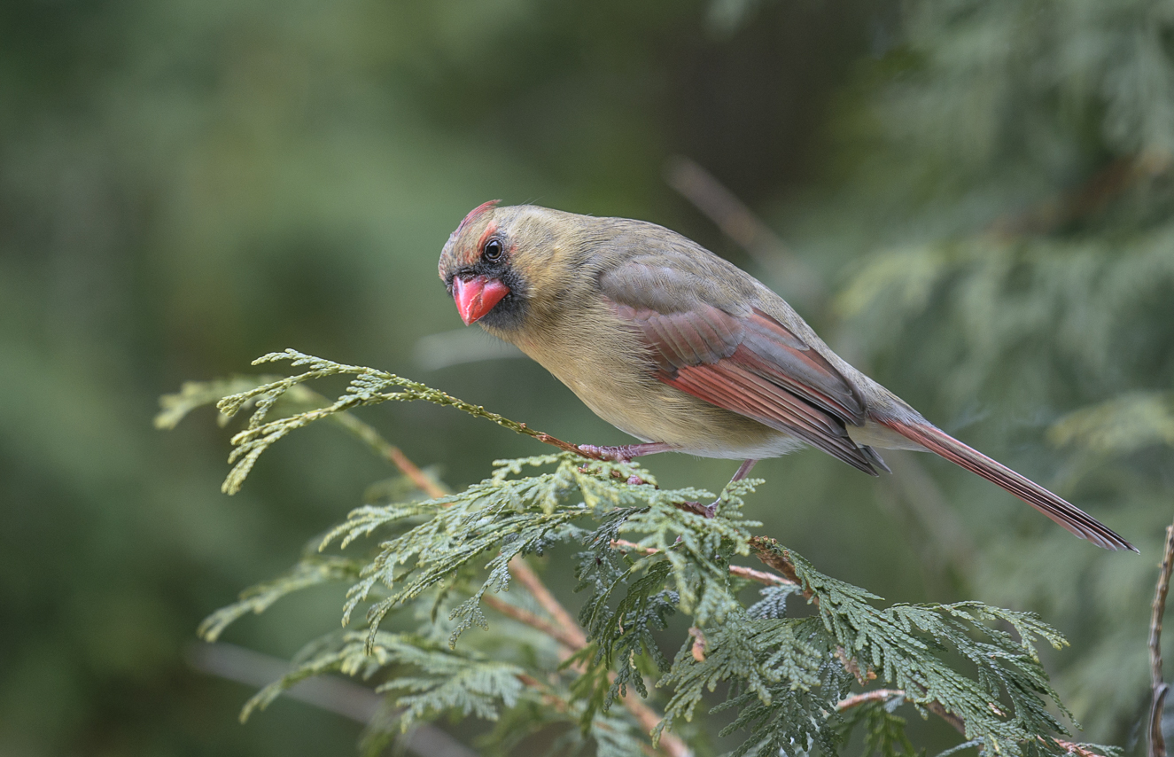 Northern Cardinal ♀