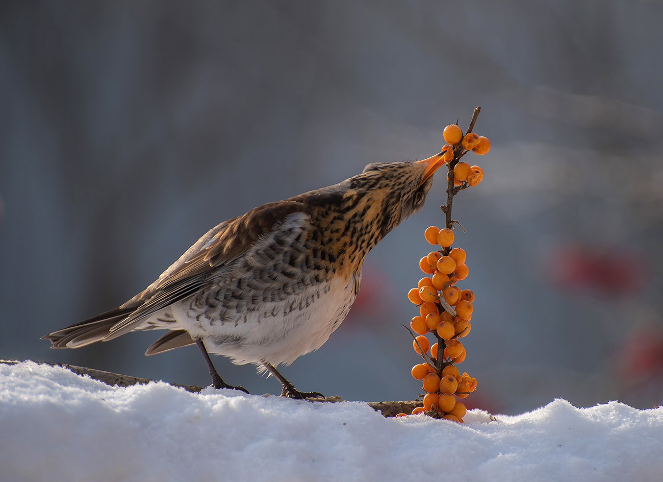 Время витаминов