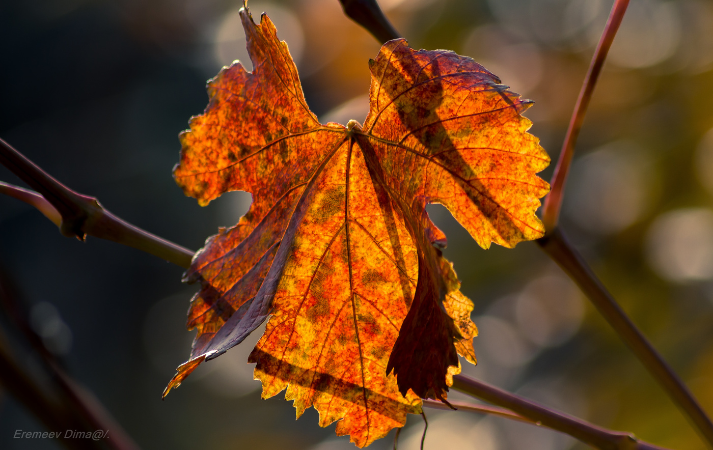 Оттенки оранжевого...