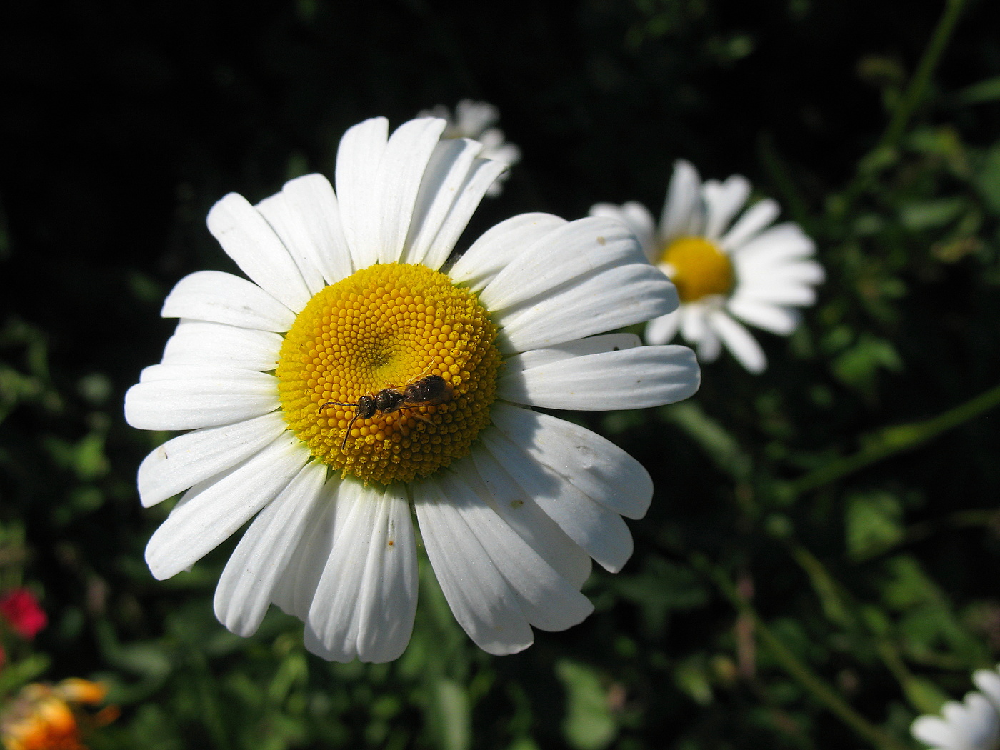 Ромашки с миниатюрной пчёлкой