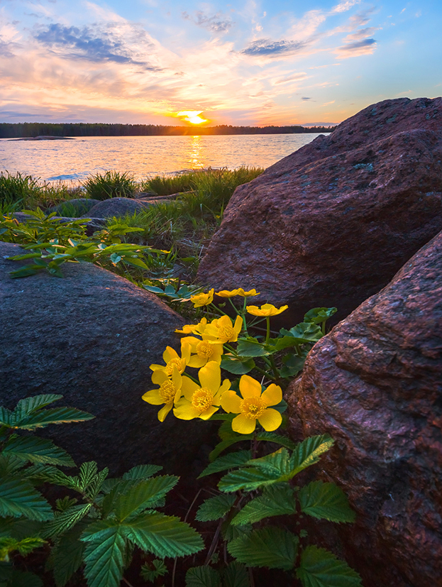 Цветы калужницы и гранитные камни
