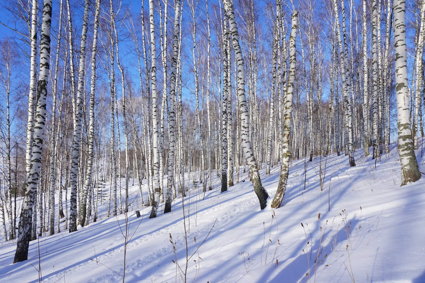 Солнечный день февраля.