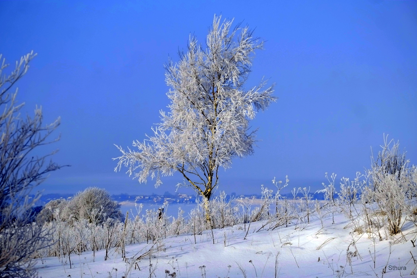 Зимняя берёза.