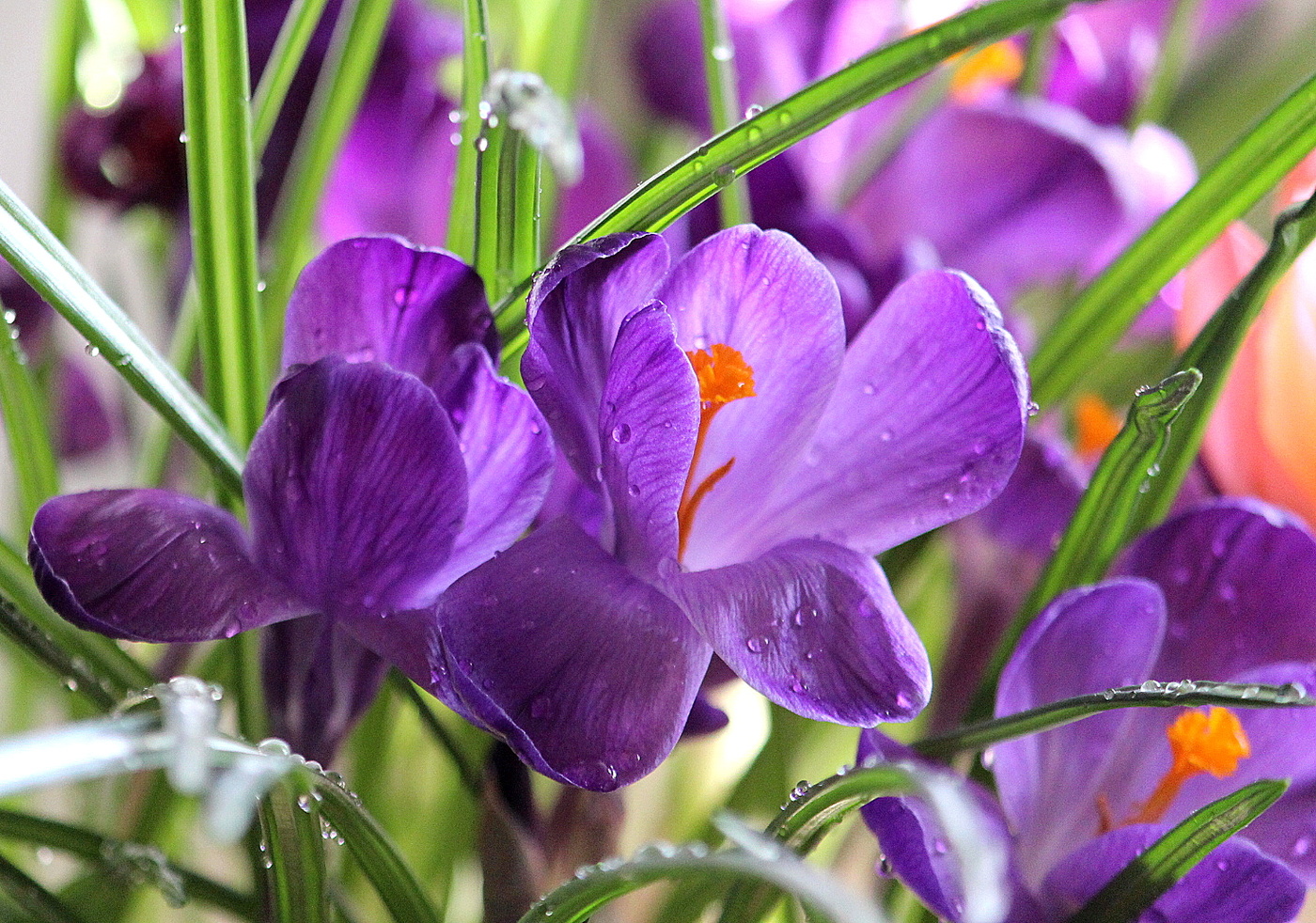 С Весной,дорогие коллеги!