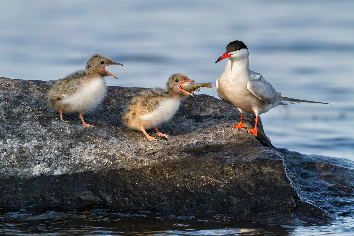 Жизненная ситуация...