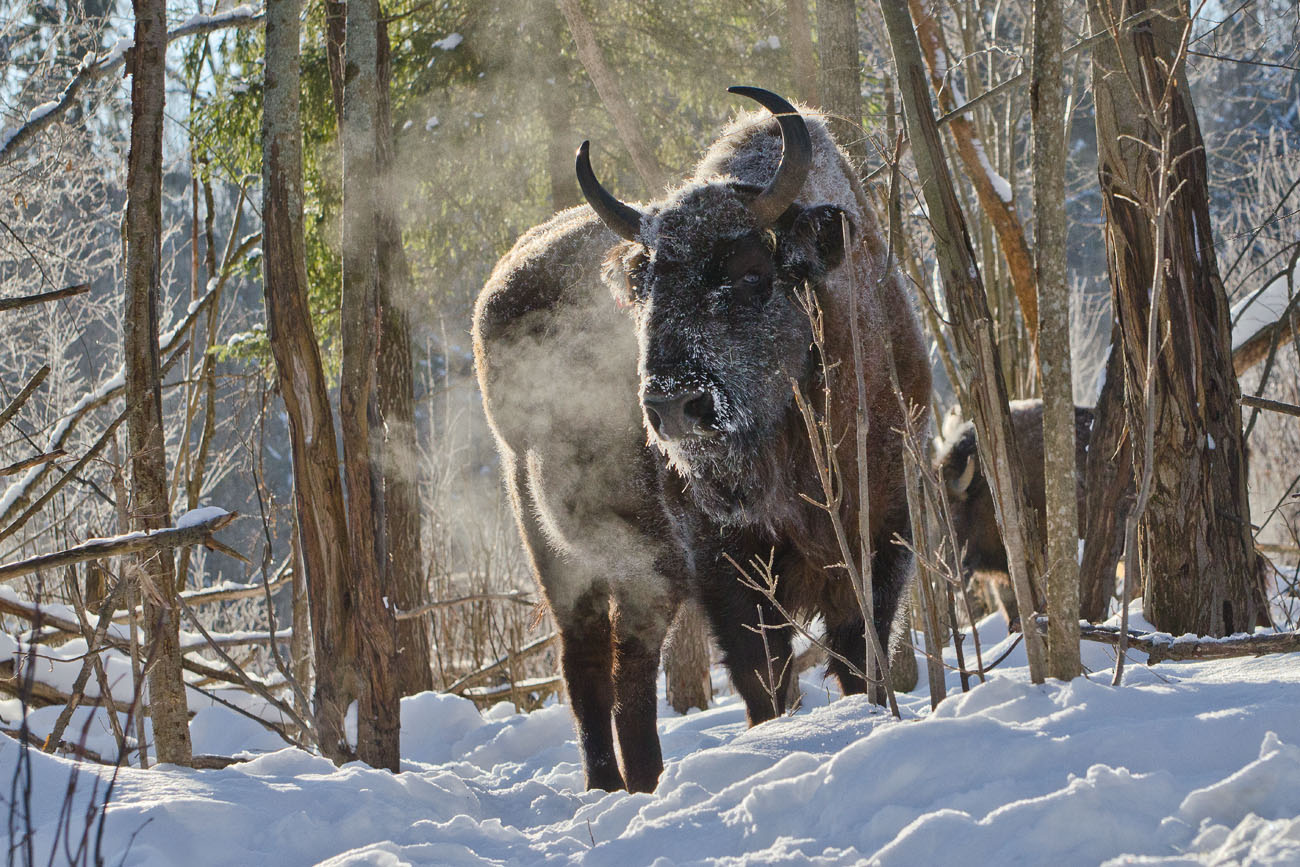 Старейшина