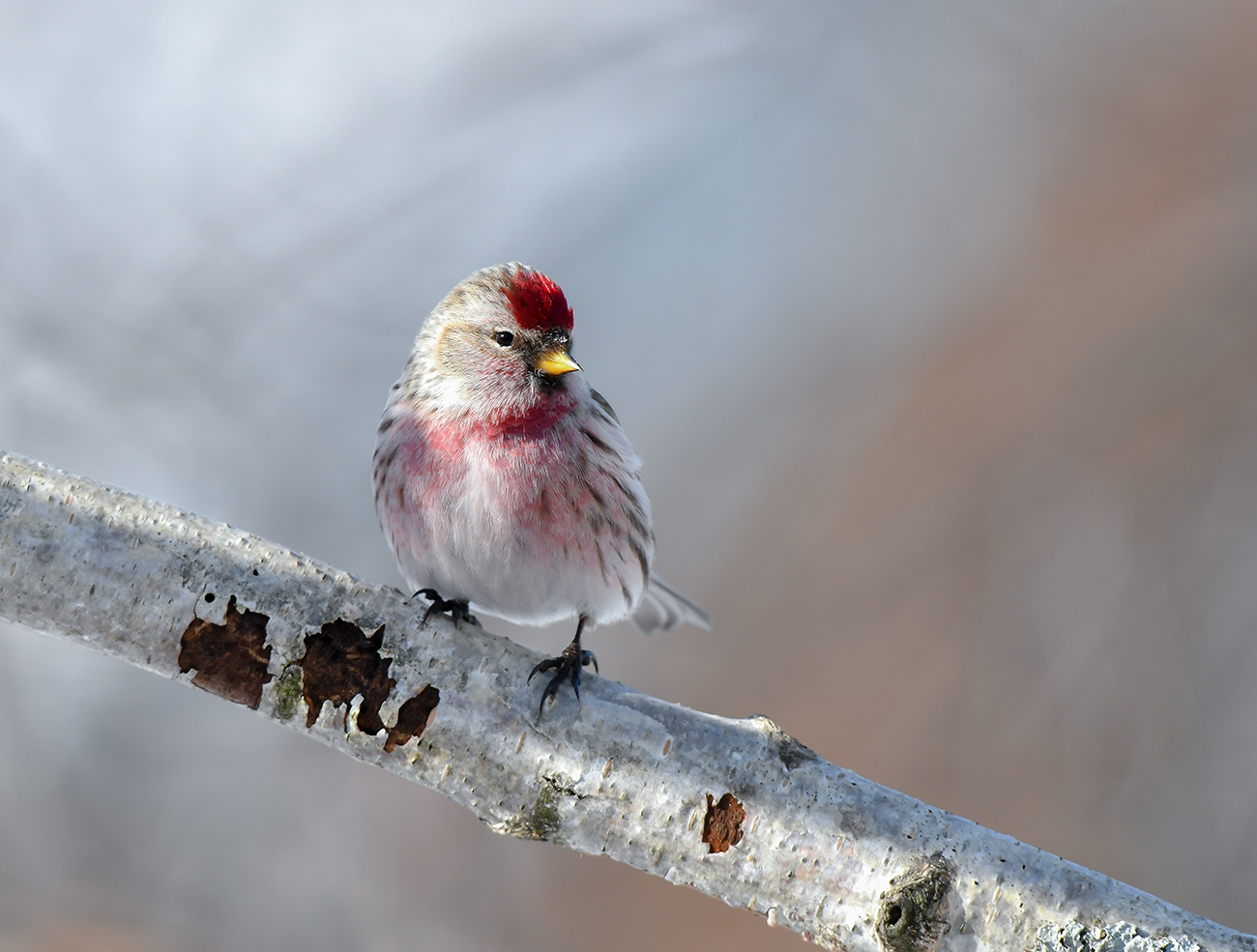 Чечётка обыкновенная
