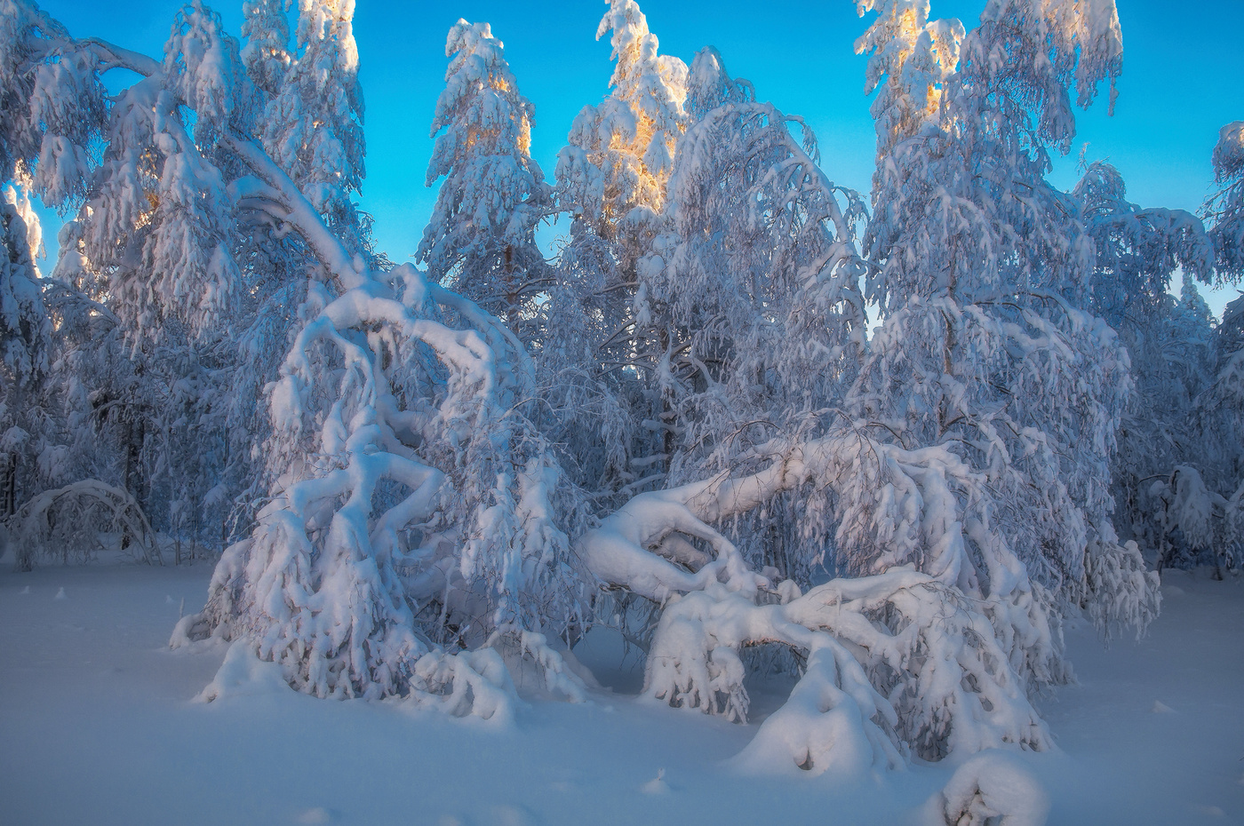 Снежные кружева