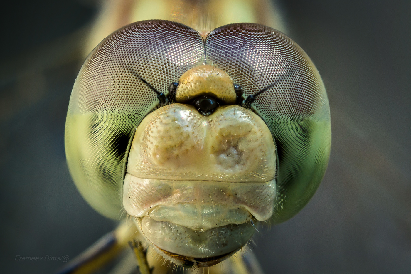 Сферическая структура глаз...