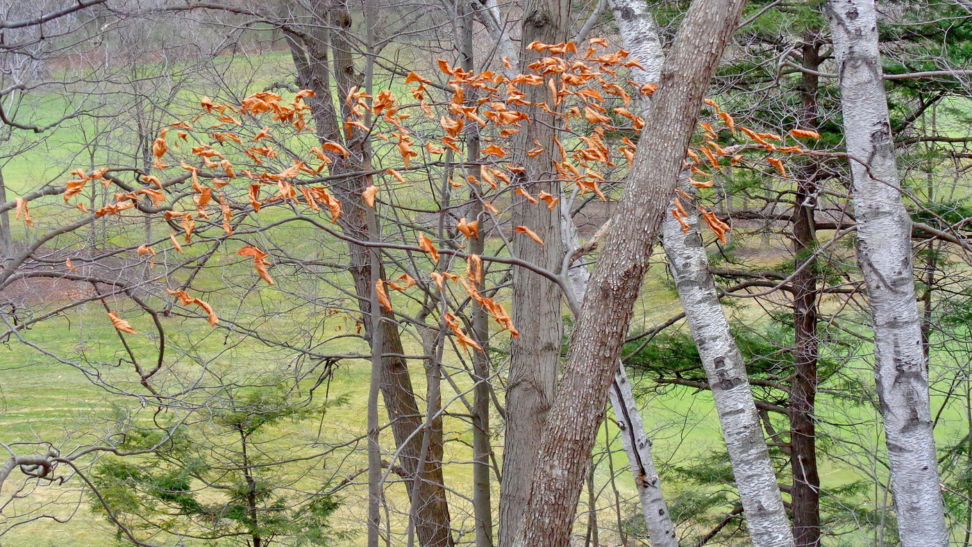 осенний этюд