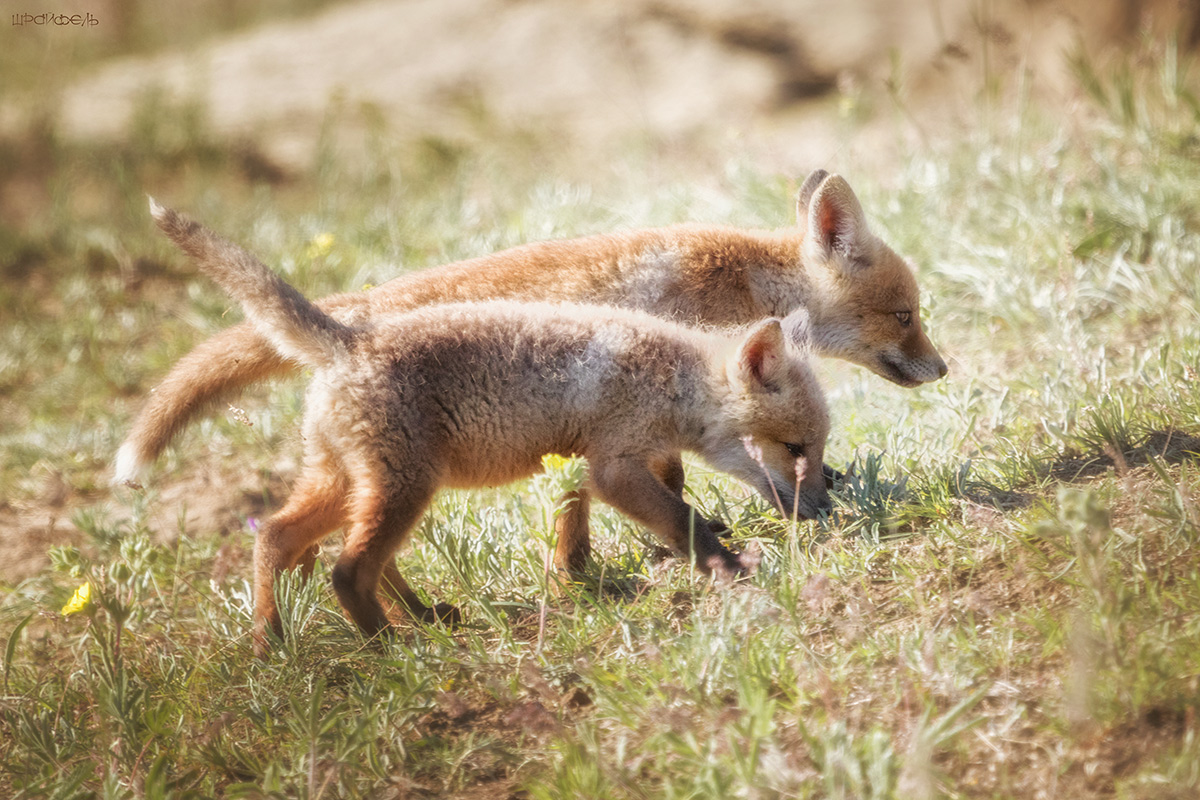 Пойдем пошалим!