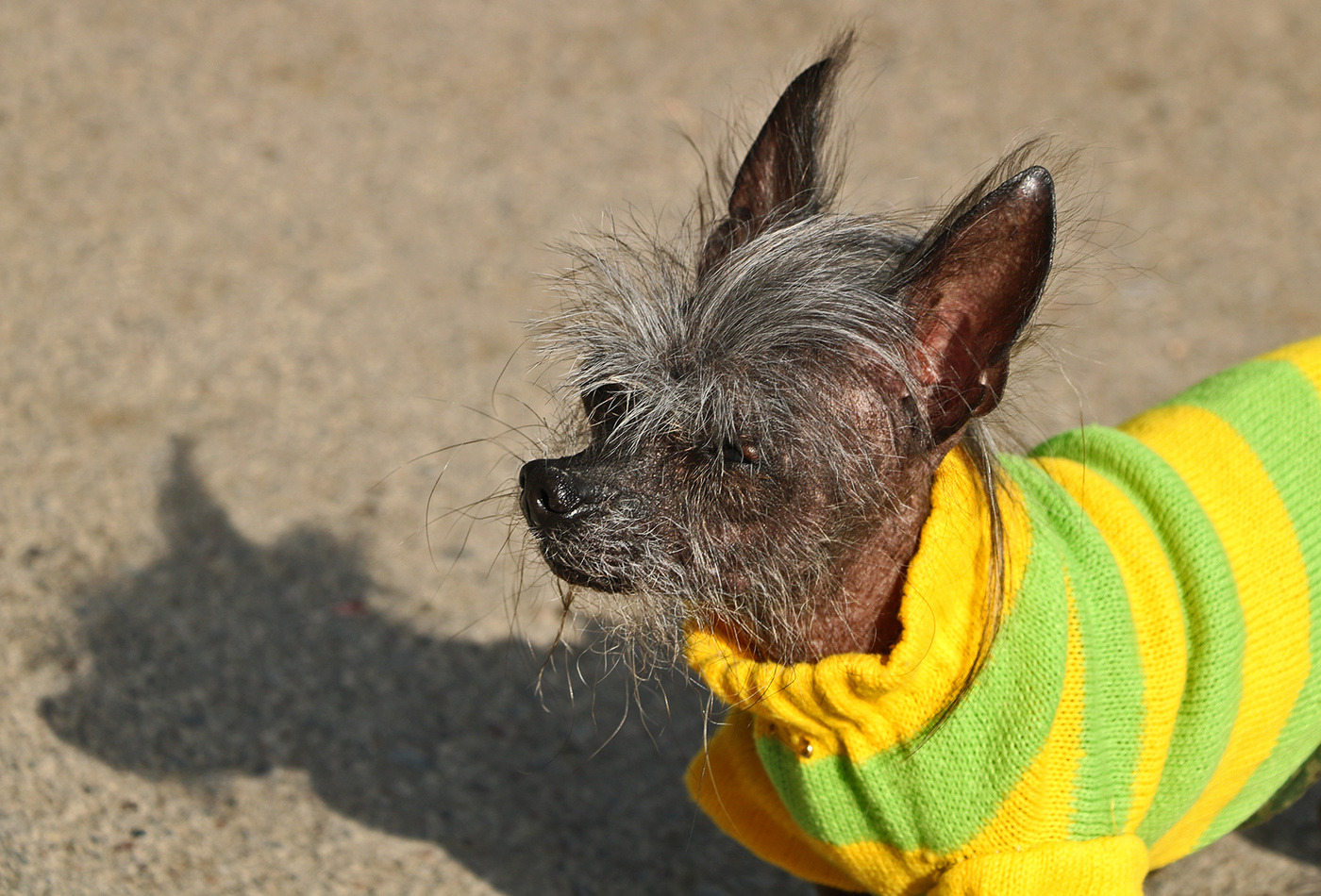 Как я вам - правда, красавица?