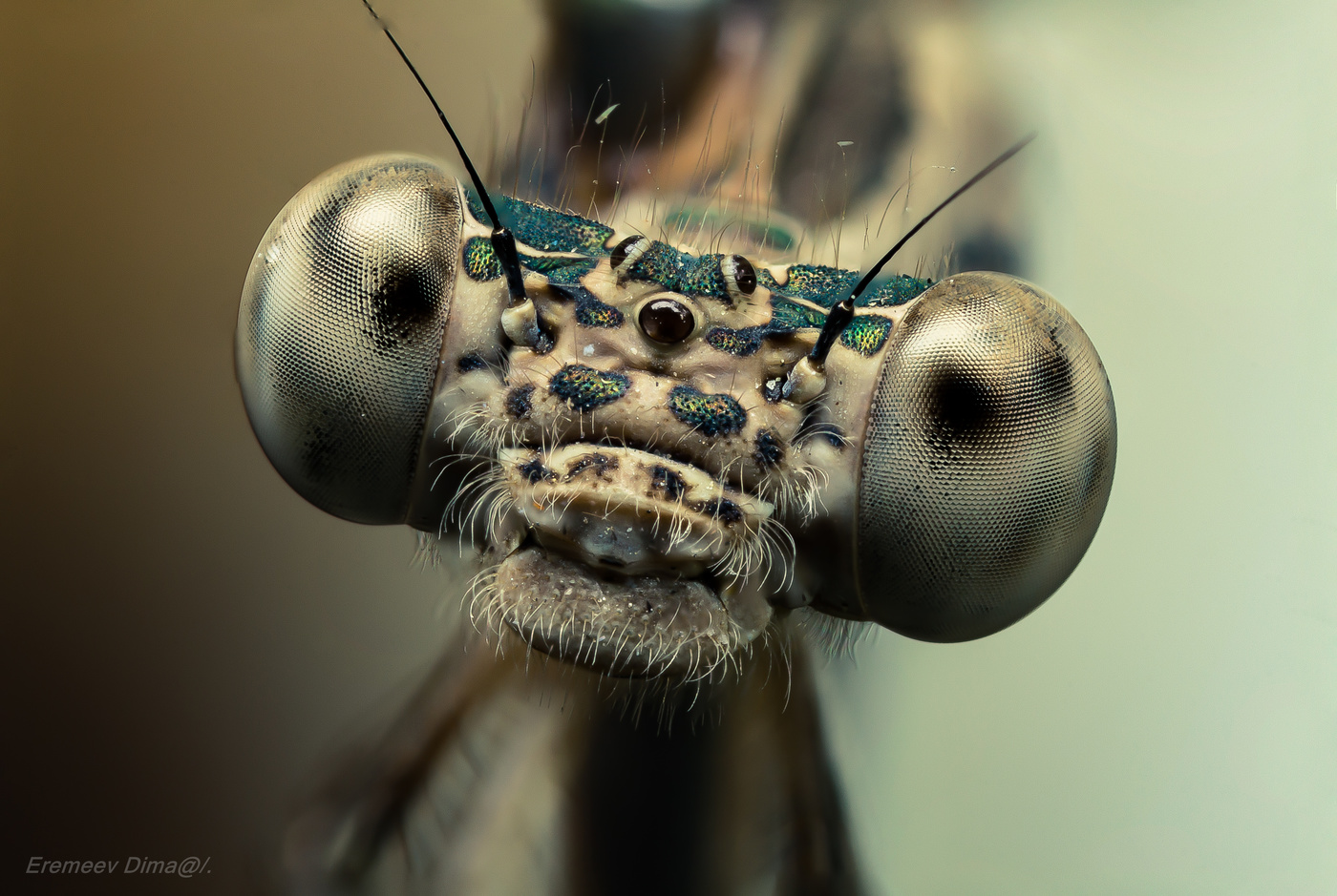 Коричневый монстр...