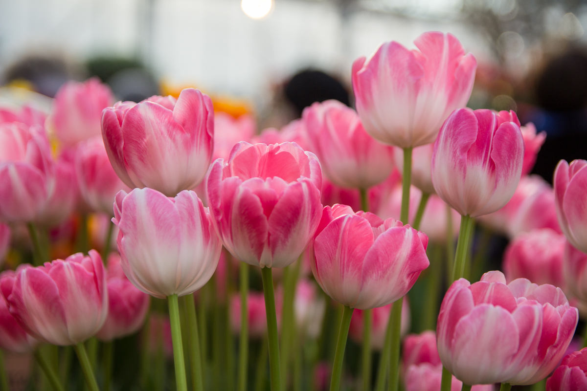 тюльпановый рай