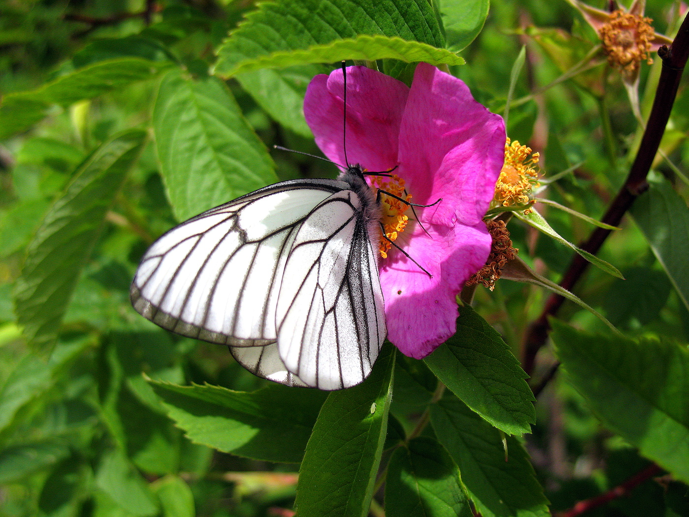 Шиповник и бабочка