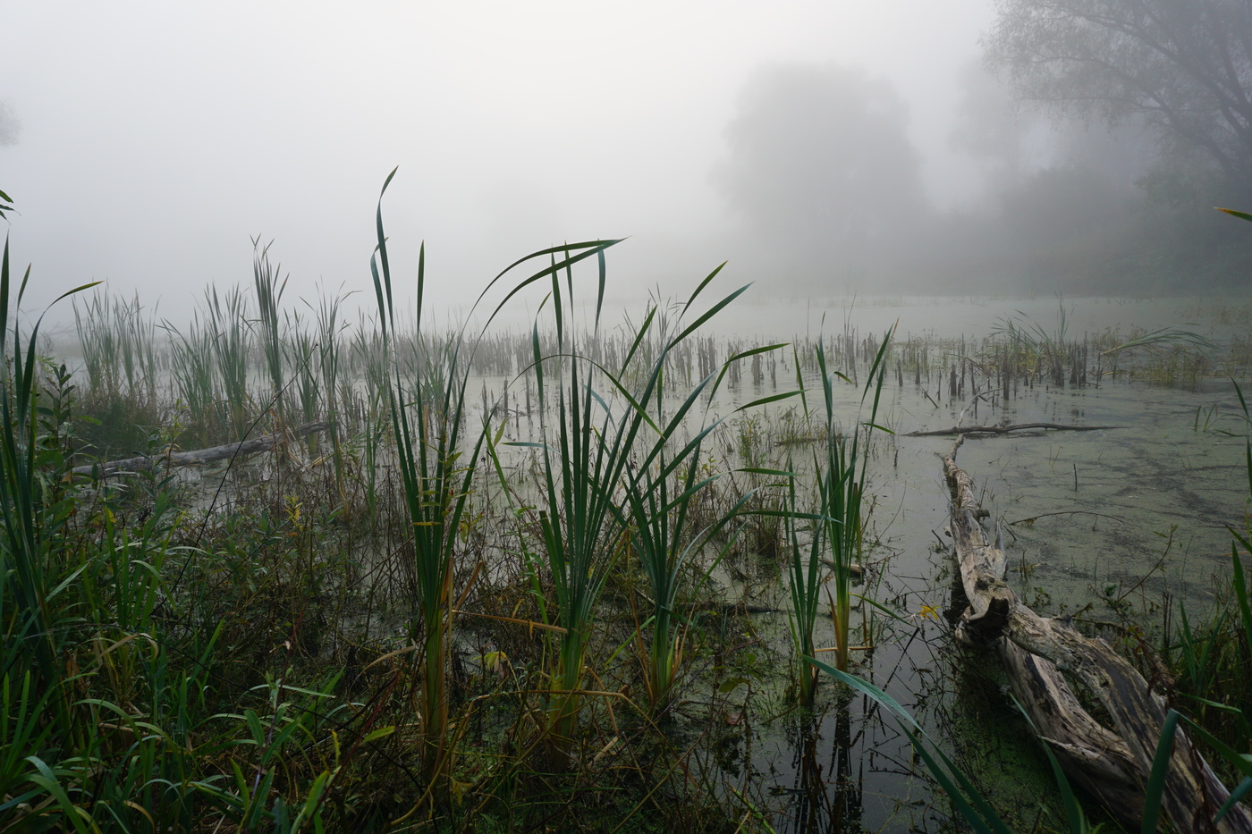 Среди тишины.