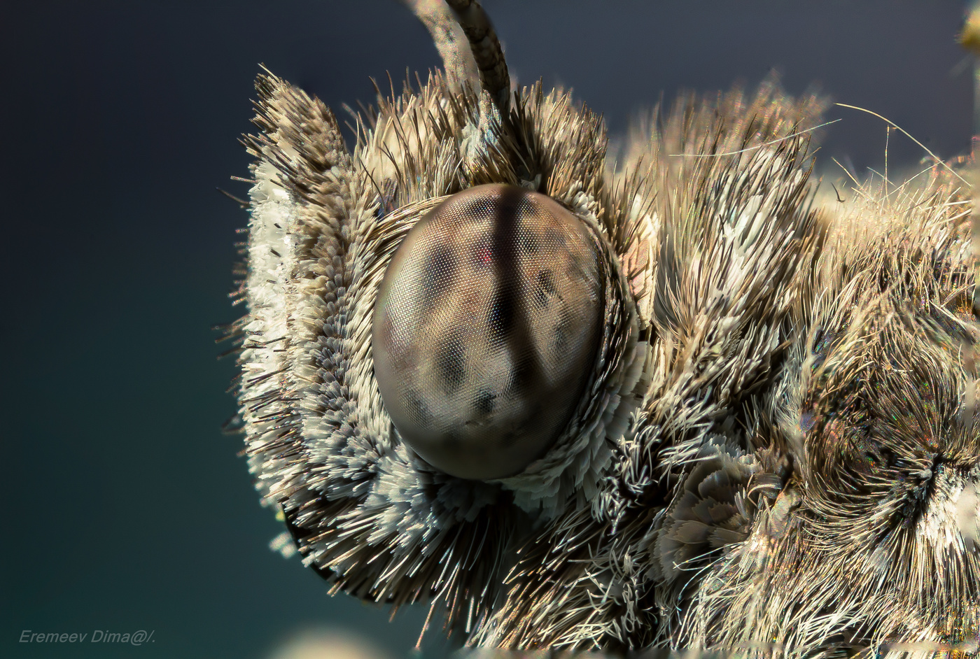 Профиль, настоящего лохматого монстра...