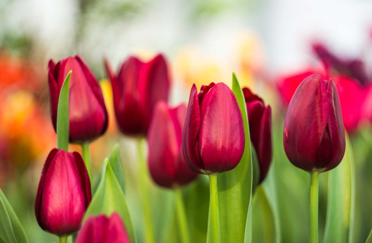 на выставке тюльпанов