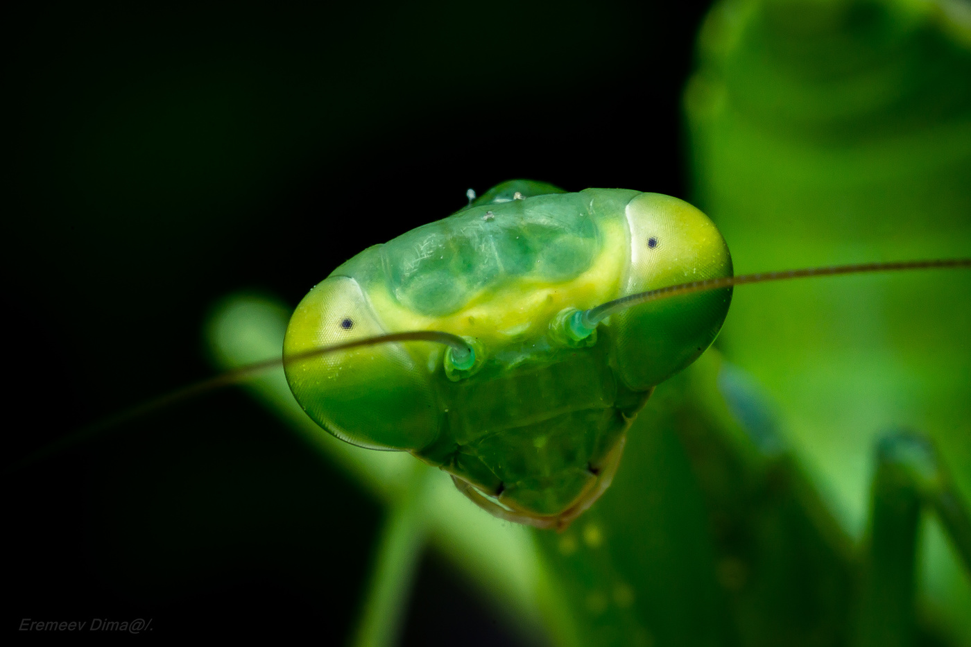 Зелёный монстр...