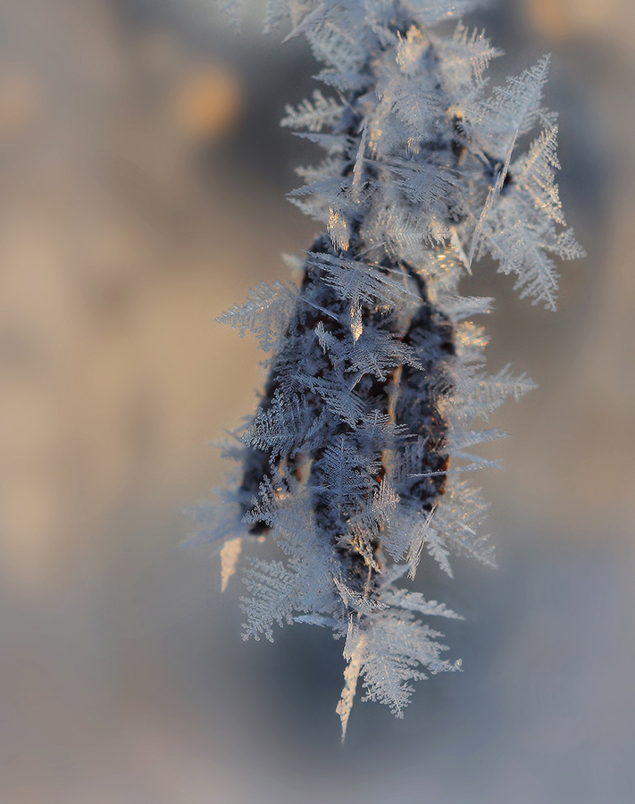 Сережка ольховая, легкая, будто пуховая...