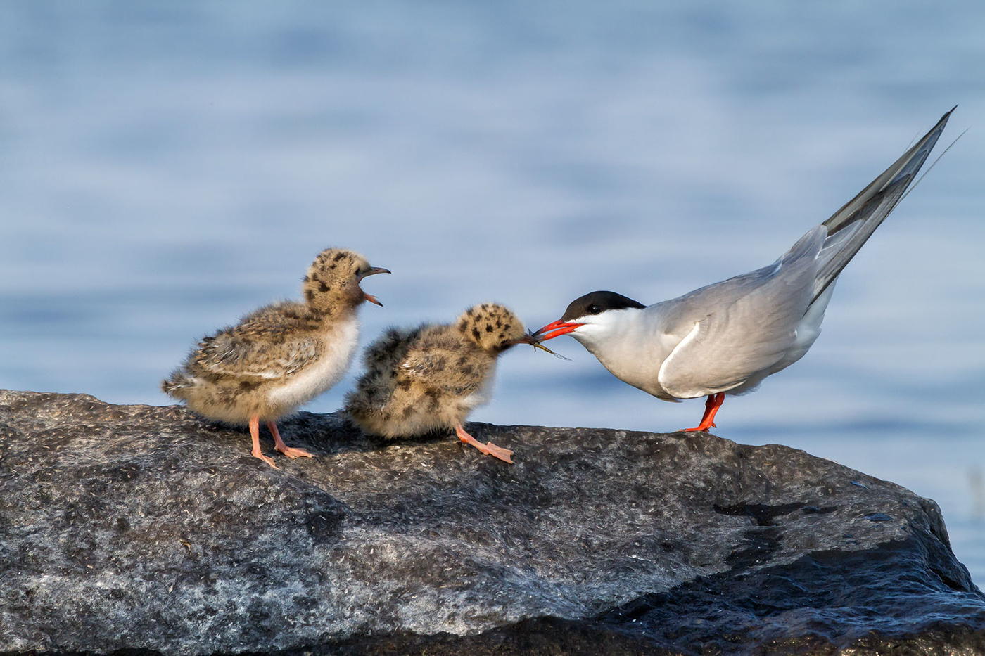 Маленькие жители Ладожского озера...