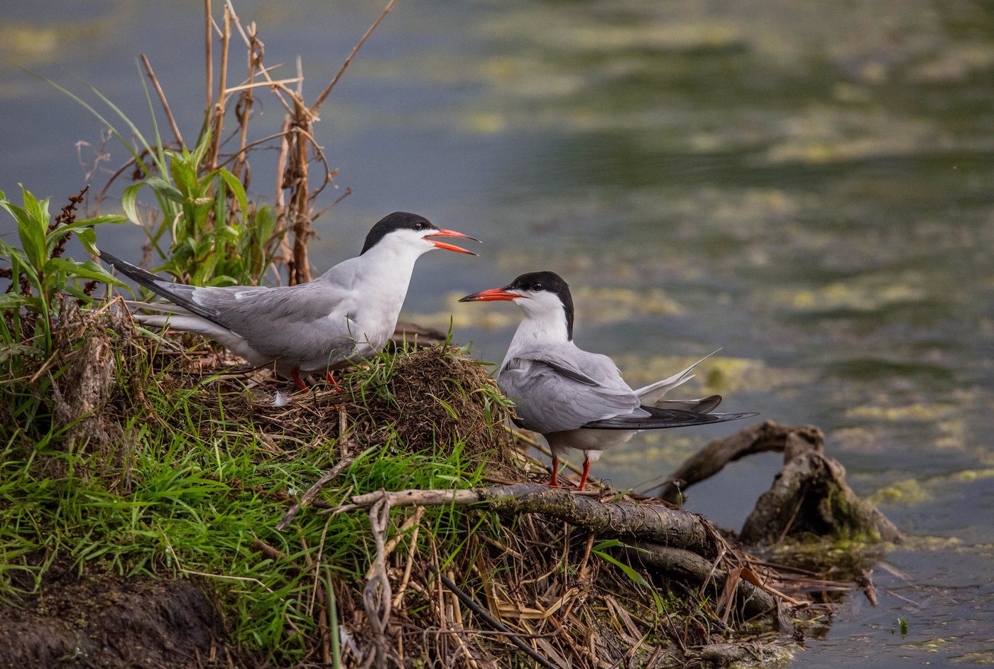 разговор(речные крачки)