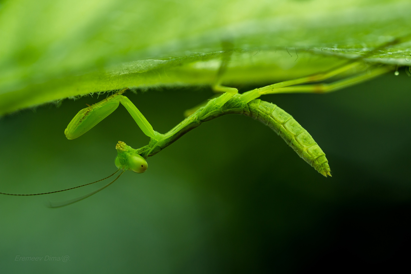 Превосходный маскировщик...
