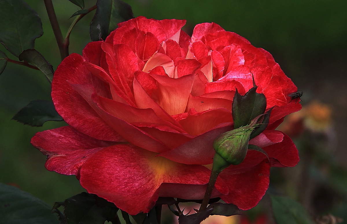 С Праздником дорогие женщины !!!