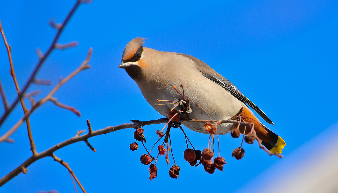 Свиристель.