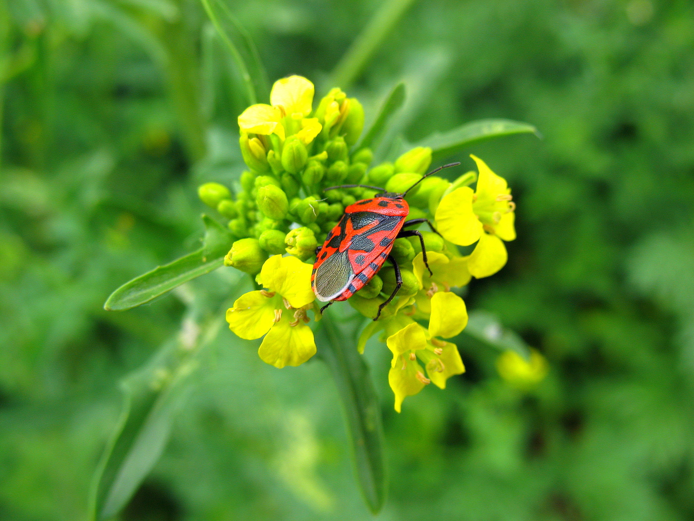 Клопик обследует сурепку