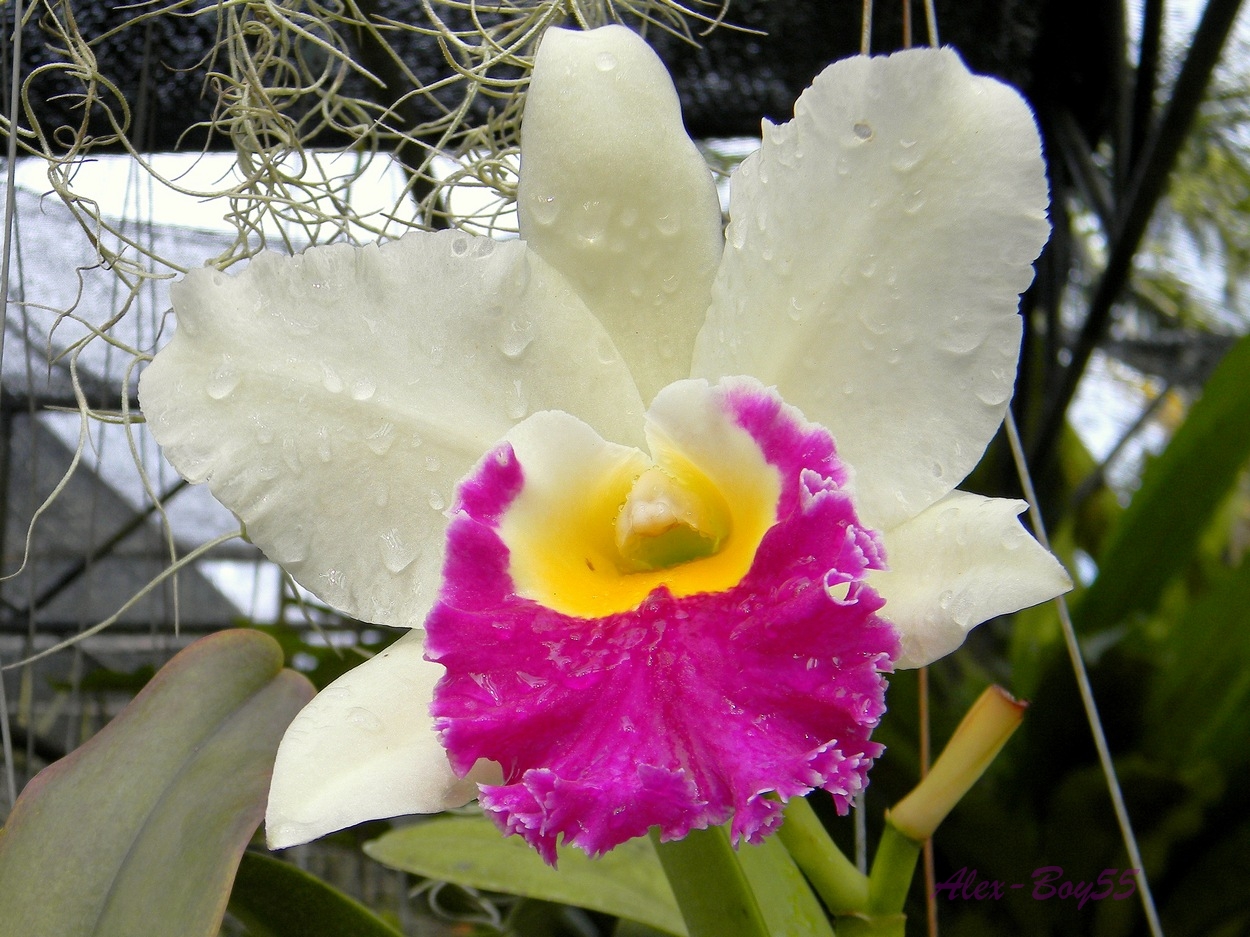 С праздником милые женщины!