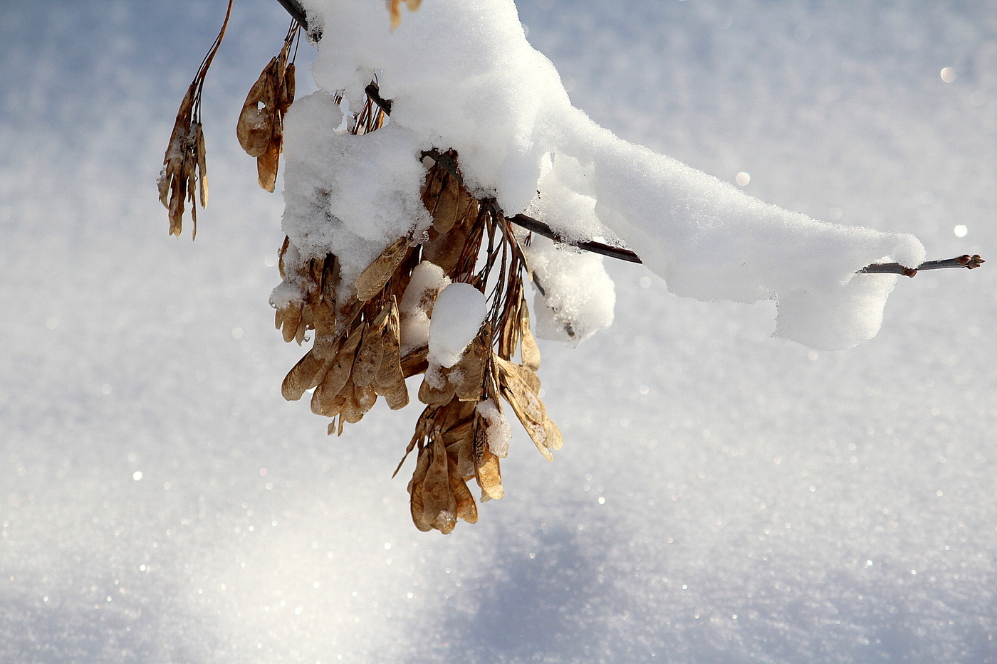 Снежный этюд
