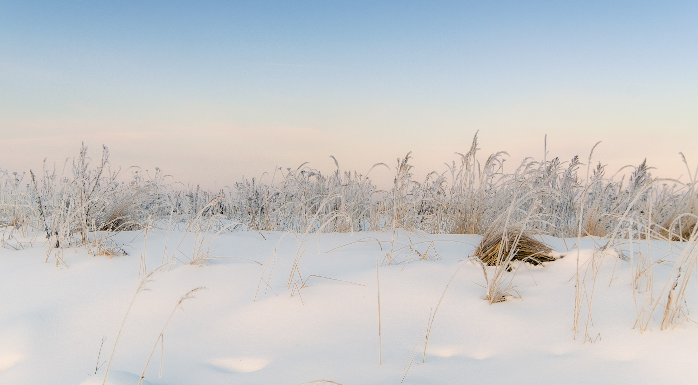 Зимнее разнотравье