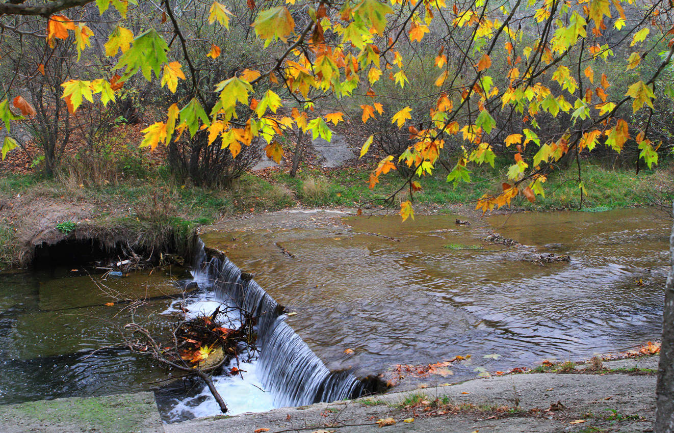 Осенние Бабочки