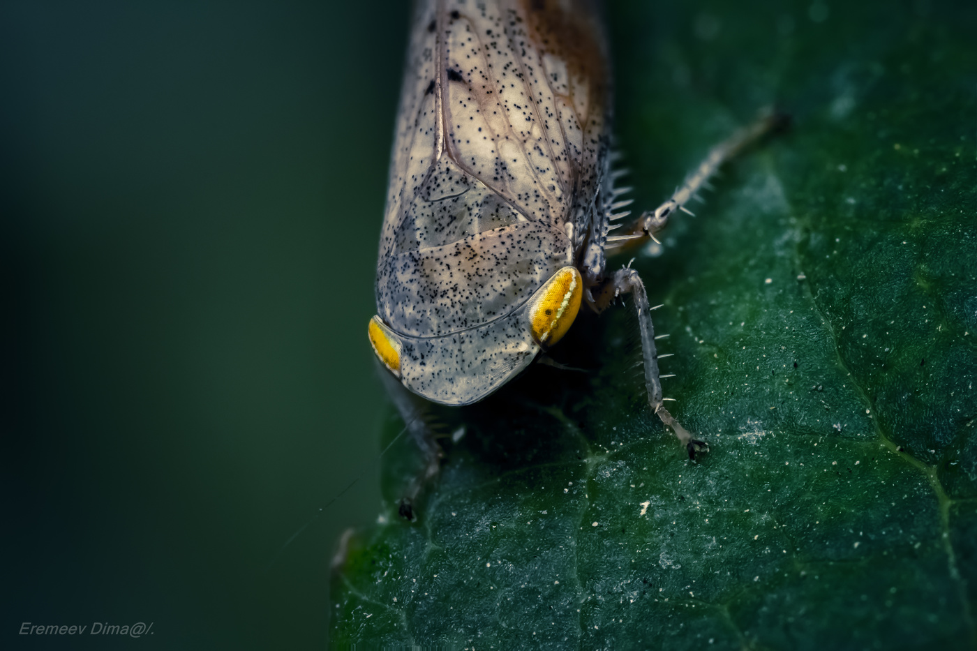 Ещё один желтоглазый монстр...