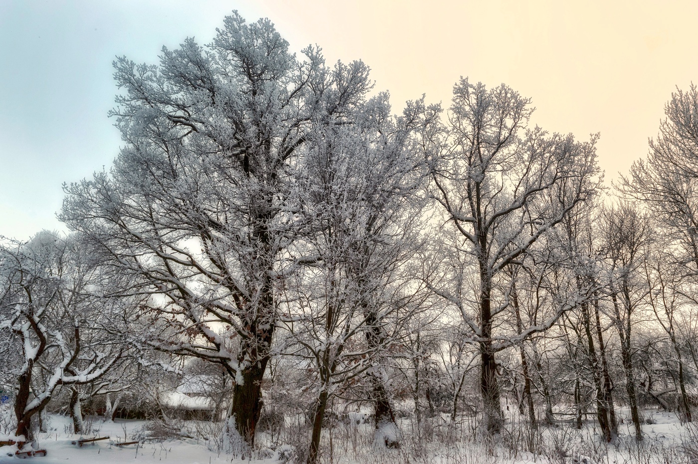 Яблони в снегу.