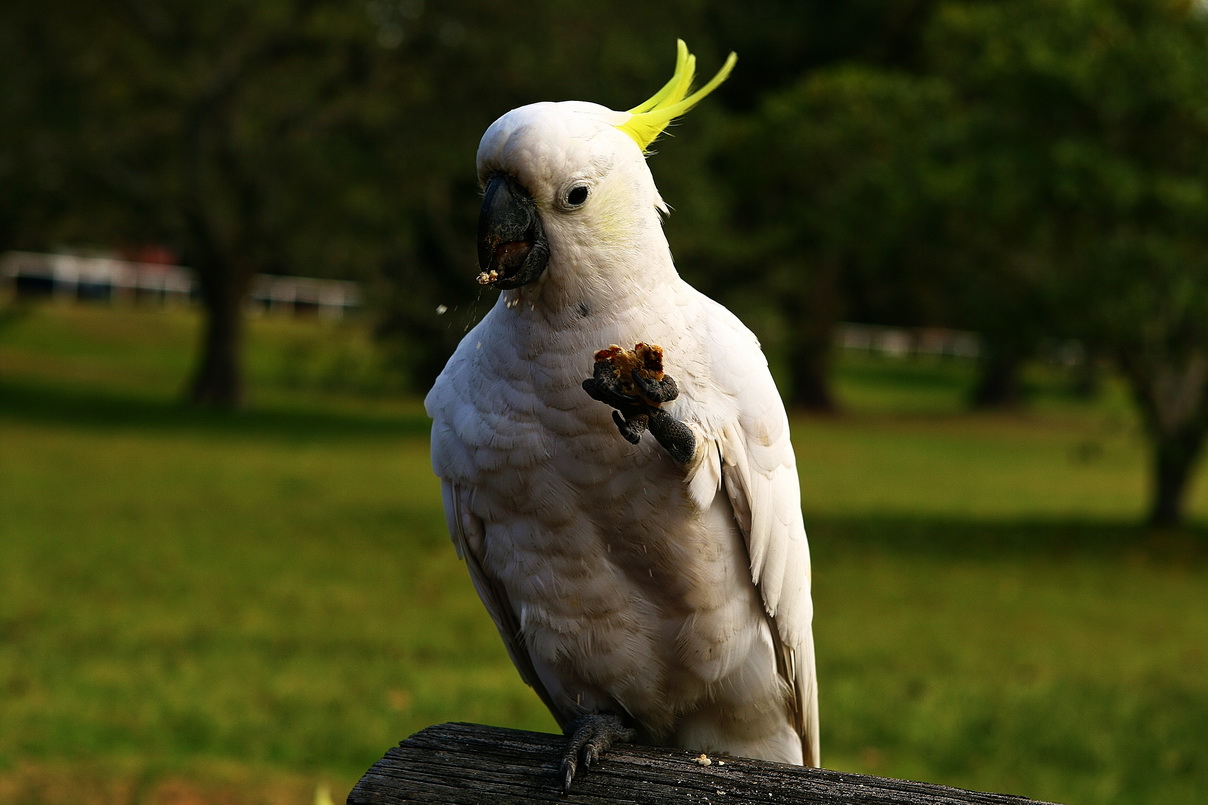 какая гадость это ваше бисквитное печенье!