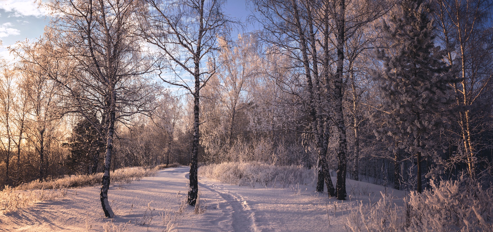 В вечернем лесу.